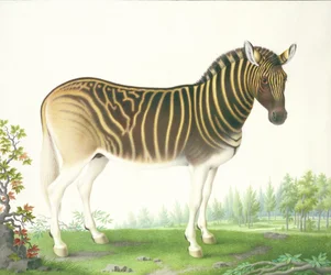 Ein Quagga